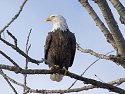 Eagle along the Mississippi.