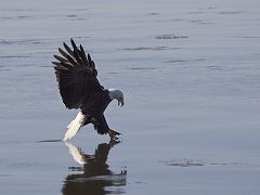 Eagle grabs a fish