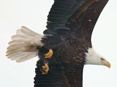 Eagle gets close