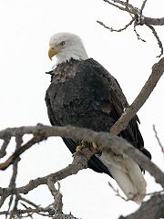Eagle in Keokuk