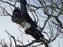 Eagle along the Mississippi.