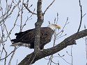 Eagle along the Mississippi.