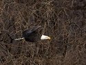 Eagle along the Mississippi.