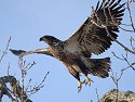 Eagle along the Mississippi.