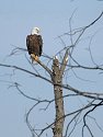 Eagles along the Mississippi.