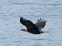 Eagle along the Mississippi.