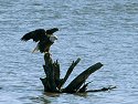 Eagle along the Mississippi.