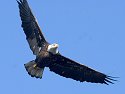 Eagle along the Mississippi.