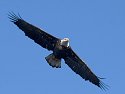 Eagle along the Mississippi.