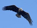 Eagle along the Mississippi.