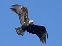 Eagle along the Mississippi.