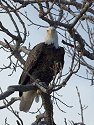 Eagle along the Mississippi.