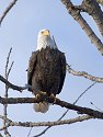 Eagle along the Mississippi.